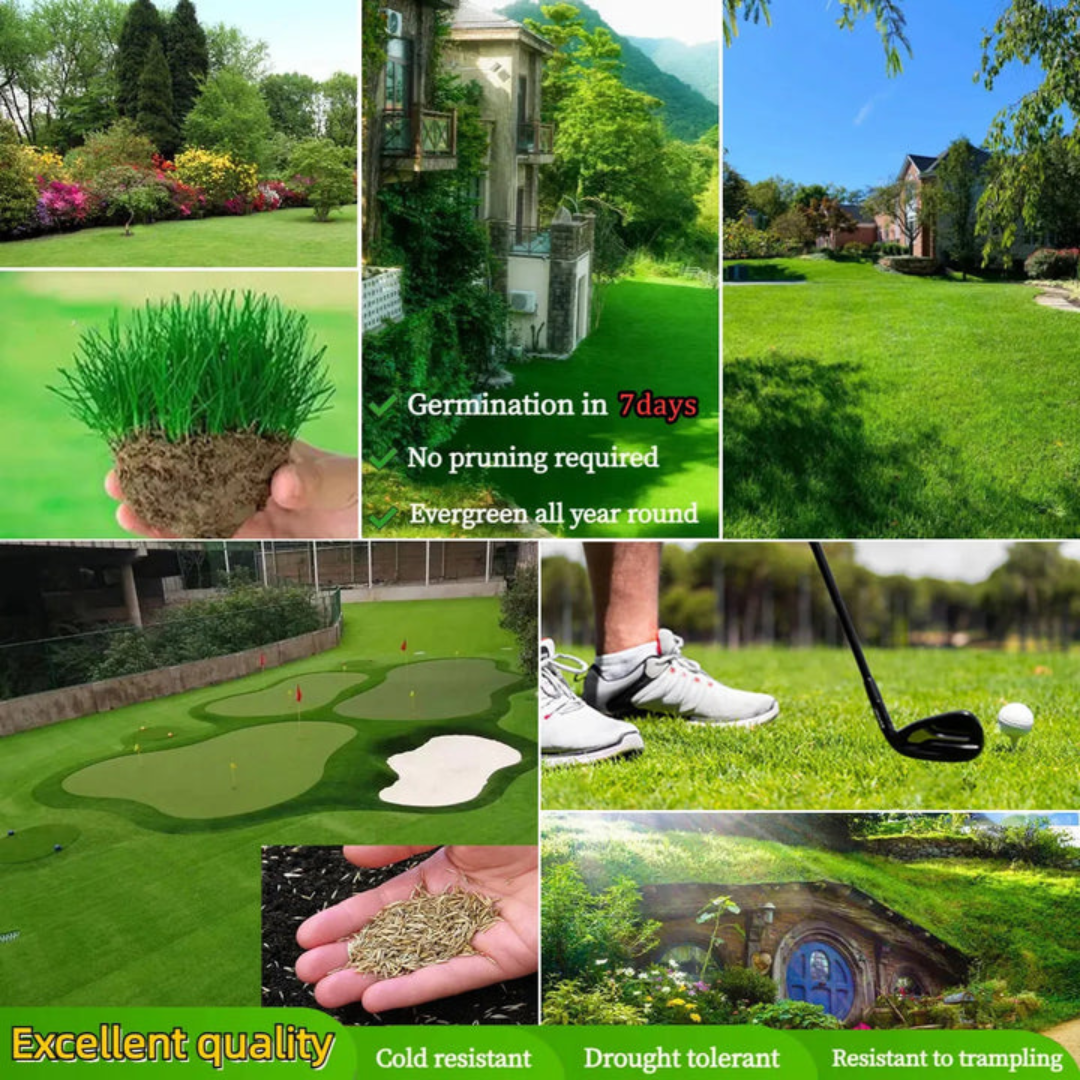 🌱 Four Seasons Evergreen Dwarf Grass Seed🍀 NoveKart