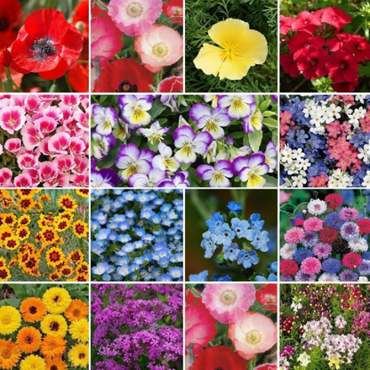 ✨Mix Premium Flower Seed's + Plant Growth Supplement Free