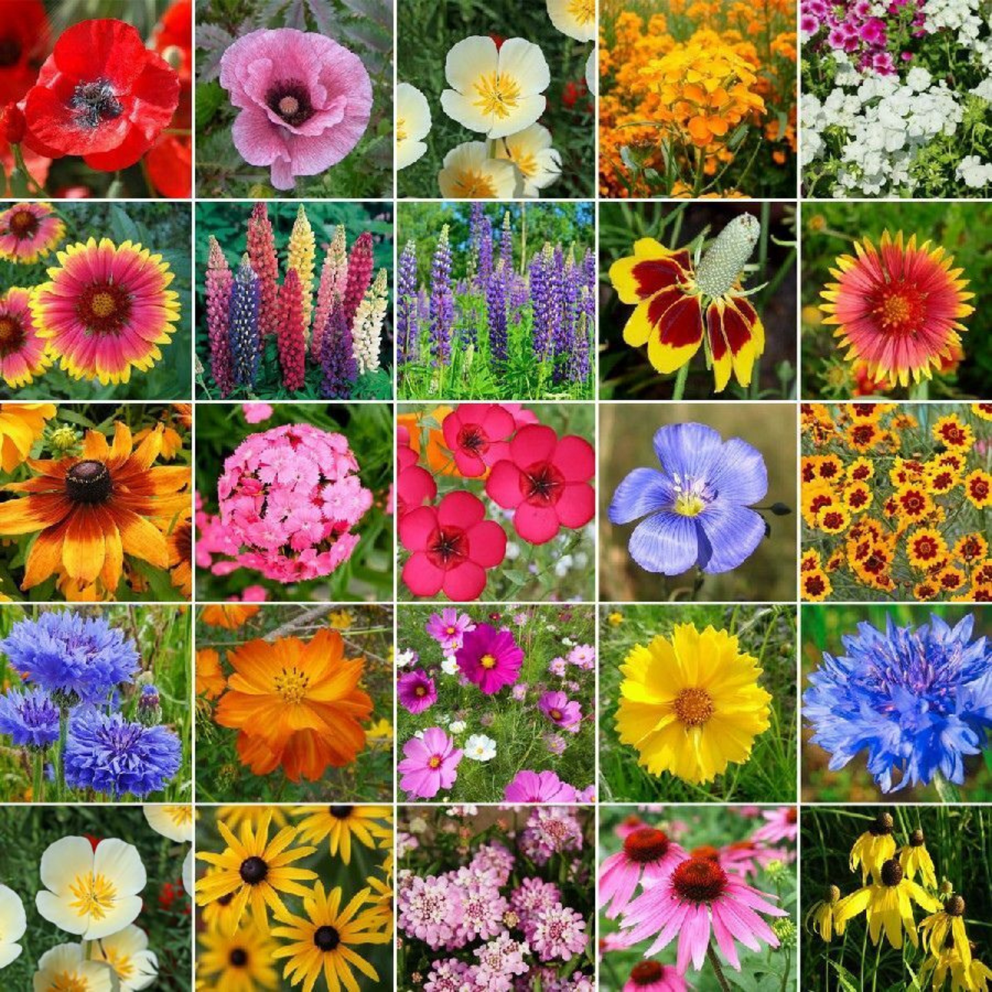 ✨Mix Premium Flower Seed's + Plant Growth Supplement Free