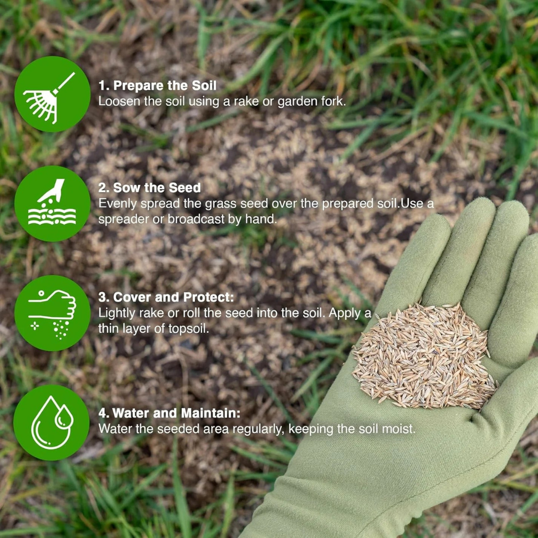 🌱 Four Seasons Evergreen Dwarf Grass Seed🍀 – NoveKart