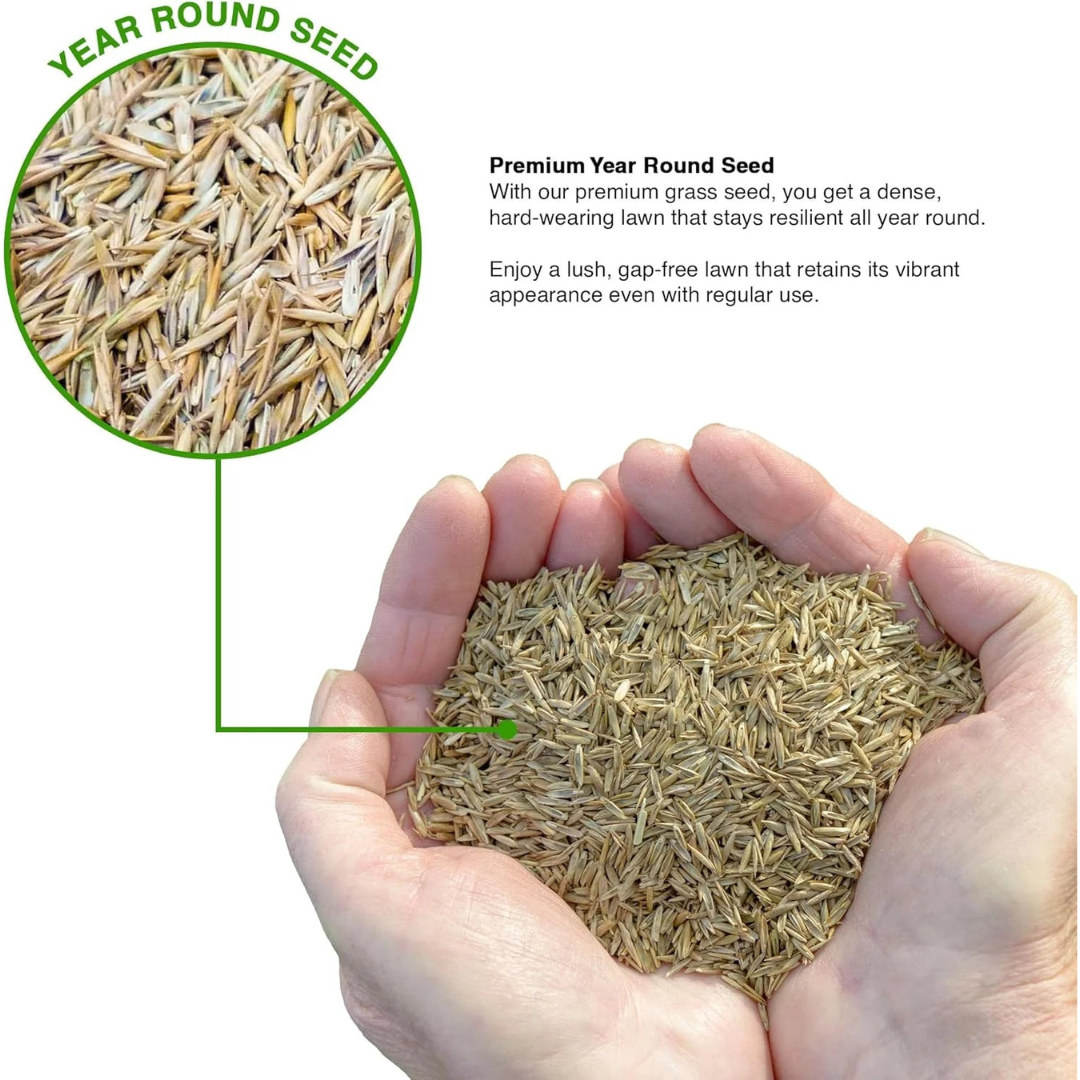 🌱 Four Seasons Evergreen Dwarf Grass Seed🍀 NoveKart